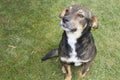 The dog is sitting and looking at the camera Royalty Free Stock Photo