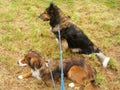 Female Collie Half-Breed (11 Years - Tricolor & 4 Years - Red Sable)