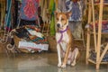 The dog is sitting at market in India, North Goa, Arambol Royalty Free Stock Photo