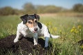 Dog is sitting on a molehill - Jack Russell Terrier 7 years ol