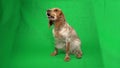 The dog is sitting and moving its paws in impatience looking up on chroma key