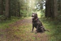 Dog sitting in nature Royalty Free Stock Photo