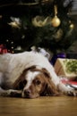 Dog sitting near Christmas tree