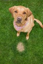 Dog sitting next to a dead patch of grass cause by dog wee or urine Royalty Free Stock Photo