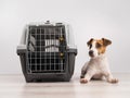 Dog sitting next to an open plastic carrier. Royalty Free Stock Photo