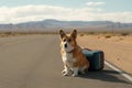 A dog sitting next to a suitcase on the road