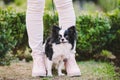 Dog sitting at owners feet. Close up of chihuahua dog. Chihuahua dog guards the owner. Female legs and little funny long hair dog Royalty Free Stock Photo