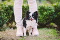 Dog sitting at owners feet. Close up of chihuahua dog. Chihuahua dog guards the owner. Female legs and little funny long hair dog Royalty Free Stock Photo