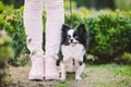 Dog sitting at owners feet. Close up of chihuahua dog. Chihuahua dog guards the owner. Female legs and little funny long hair dog Royalty Free Stock Photo