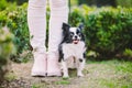 Dog sitting at owners feet. Close up of chihuahua dog. Chihuahua dog guards the owner. Female legs and little funny long hair dog Royalty Free Stock Photo
