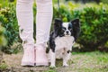 Dog sitting at owners feet. Close up of chihuahua dog. Chihuahua dog guards the owner. Female legs and little funny long hair dog Royalty Free Stock Photo