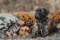 Dog sitting in park. Cold weather. Bullmastiff dog breed. Giant dog. Fall, autumn season