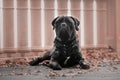 Dog sitting in park. Cold weather. Bullmastiff dog breed. Giant dog. Fall, autumn season