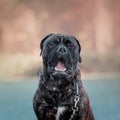 Dog sitting in park. Cold weather. Bullmastiff dog breed. Giant dog. Fall, autumn season