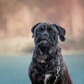 Dog sitting in park. Cold weather. Bullmastiff dog breed. Giant dog. Fall, autumn season