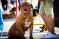 Dog sitting in the park during the walk