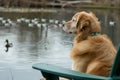 dog sitting patiently on chair, watching ducks on lake Royalty Free Stock Photo