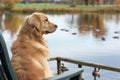 dog sitting patiently on chair, watching ducks on lake Royalty Free Stock Photo