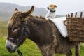 Dog Sitting on a Pony in Ireland