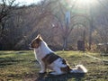 Dog sitting in profile on the lawn in the park Royalty Free Stock Photo