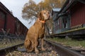 Dog sitting on railway tracks in vintage station