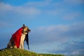 Dog sitting with a red handkerchief in nature against the sky Royalty Free Stock Photo