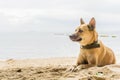 Dog sitting on sand beach