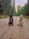 Dog sitting on a sand trail at sunset Royalty Free Stock Photo