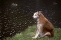 Dog sitting on the shore of the pond in the rain. An abandoned animal misses its owner. Sad dog looks at the water of the lake in