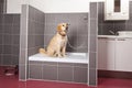 Dog sitting in shower at veterinarian