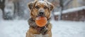 Dog Holding Ball in Snow