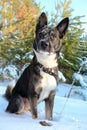 Dog sitting in the snow.