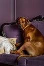 Dog sitting on a sofa watching its master Royalty Free Stock Photo