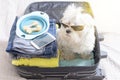 Dog sitting in the suitcase Royalty Free Stock Photo