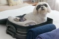 Dog sitting in the suitcase Royalty Free Stock Photo