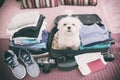 Dog sitting in the suitcase Royalty Free Stock Photo