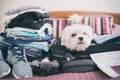 Dog sitting in the suitcase Royalty Free Stock Photo