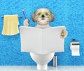 Dog sitting on a toilet seat with digestion problems or constipation reading magazine or newspaper and writing