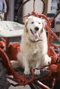 Dog sitting on tractor Royalty Free Stock Photo