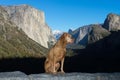 Dog sitting at tunnel view in yosemite national park