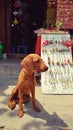 Dog sitting in Vietnamese storefront