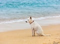 Dog sitting in waiting near the ocean