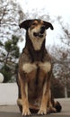 Dog sitting in waiting pose in park. Adorable animal. Dog symbol of year. Dog portrait. Royalty Free Stock Photo