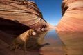 Dog sitting by the water in the wave coyote butte