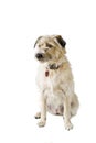 Dog sitting on white. Scruffy. Royalty Free Stock Photo