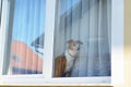Dog sitting on the window, looking and waiting for his owner Royalty Free Stock Photo