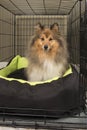 Dog sitting in a wire dog crate in a living room looking at the camera Royalty Free Stock Photo