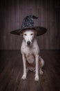 Dog sitting in a witches hat. Halloween dog
