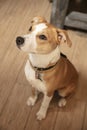 Dog is sitting on the wooden floor Royalty Free Stock Photo