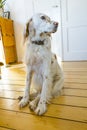 Dog sitting at the wooden floor in the dining room Royalty Free Stock Photo